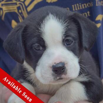 Halibut -  American Bulldog and Black Labrador Retriever Dog for Adoption in Huntley, Illinois - Halibut | PetCurious