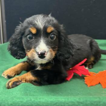 Rescue Bernese Mountain Dog Dogs for Adoption in Neillsville, Wisconsin - Sparrow | PetCurious