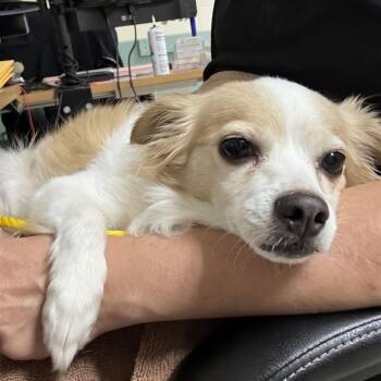 Woody -  Pomeranian Dog for Adoption in Incline Village, Nevada - Woody | PetCurious