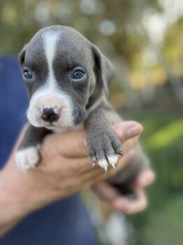 Biscuit -  Staffordshire Bull Terrier Dog for Adoption in Lodi, California - Biscuit | PetCurious