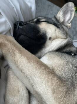 German Shepherd Dog Dogs Available for Adoption - Marley | PetCurious