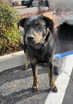 Rescue Catahoula Leopard Dog Dogs for Adoption in Tracy, California - Bella | PetCurious
