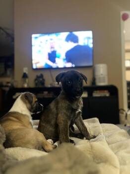 Miami -  Shepherd and Boxer Dog for Adoption in Phoenix, Arizona - Miami | PetCurious