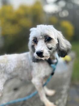 Rescue Havanese and Miniature Poodle Dogs for Adoption in West Falls, New York - Tala | PetCurious