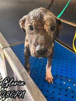 Rescue Mixed Breed Dogs for Adoption in Macon, Georgia - GLORIA | PetCurious