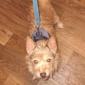 Terrier Dogs Available for Adoption in Liverpool, Texas - Billy | PetCurious