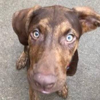 Mo -  Rottweiler and Mixed Breed Dog for Adoption in South Elgin, Illinois - Mo | PetCurious