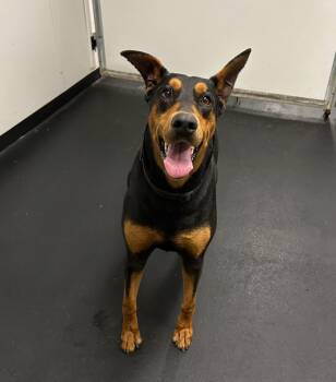 Rescue Doberman Pinscher Dogs for Adoption in Huntington Beach, California - Roy | PetCurious