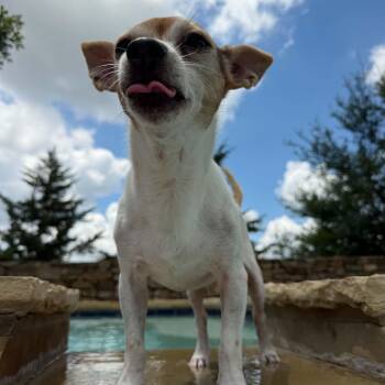 Rory -  Chihuahua Dog for Adoption in Justin, Texas - Rory | PetCurious