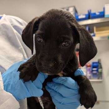Enu -  Mixed Breed Dog for Adoption in Greenville, South Carolina - Enu | PetCurious