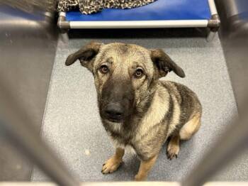 Mixed Breed Dogs Available for Adoption in Dallas, Texas - FANTASIA | PetCurious