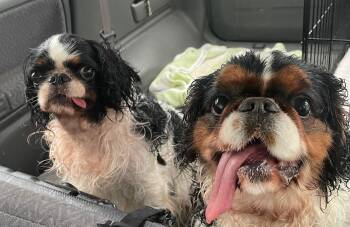 Bonded Beauties -  English Cocker Spaniel Dog for Adoption in La Center, Washington - Bonded Beauties | PetCurious