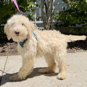 Millie -  Poodle and Labrador Retriever Dog for Adoption in East Hampton, New York - Millie | PetCurious