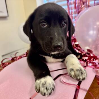 Jolene -  Labrador Retriever and Feist Dog for Adoption in Gallatin, Tennessee - Jolene | PetCurious