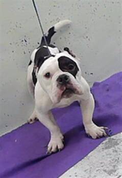 LOUIE ARMSTRONG -  American Bulldog and Mixed Breed Dog for Adoption in Houston, Texas - LOUIE ARMSTRONG | PetCurious