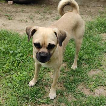 Pug Dogs Available for Adoption in Woodstock, Ontario - Remi | PetCurious