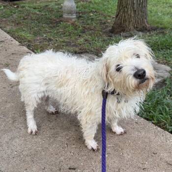 West Highland White Terrier Westie Dogs Available for Adoption in The Woodlands, Texas - Angel | PetCurious