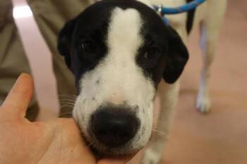 SARABETH -  Mixed Breed Dog for Adoption in Columbia, South Carolina - SARABETH | PetCurious