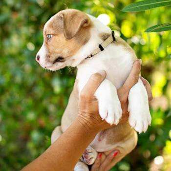Lulu - Costa Mesa Location *Available 7/11* -  American Bulldog and Cattle Dog Dog for Adoption in Chino Hills, California - Lulu - Costa Mesa Location *Available 7/11* | PetCurious