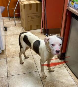 Rescue Mixed Breed Dogs for Adoption in Cincinnati, Ohio - Boo Berry | PetCurious