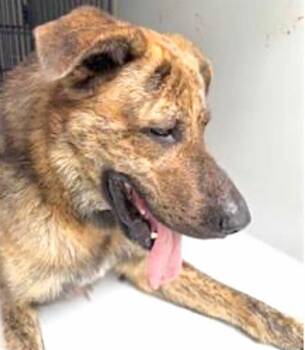 Mastiff and Mixed Breed Dogs Available for Adoption in Houston, Texas - A654369 | PetCurious