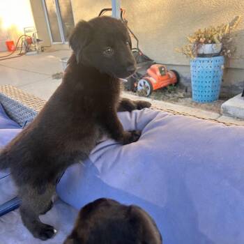 Indigo -  Black Labrador Retriever Dog for Adoption in Escondido, California - Indigo | PetCurious