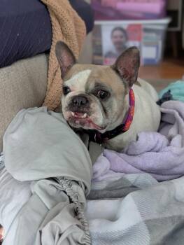 Tonya -  French Bulldog Dog for Adoption in Waunakee, Wisconsin - Tonya | PetCurious