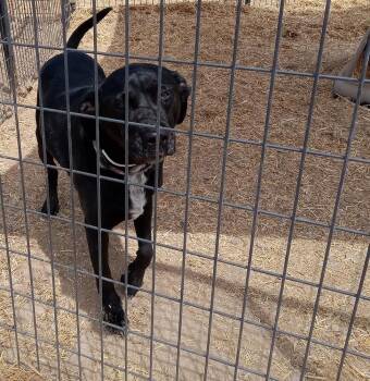 Riley -  Labrador Retriever Dog for Adoption in Challis, Idaho - Riley | PetCurious