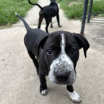 Phineas sweet baby boy -  Boxer Dog for Adoption in Russiaville, Indiana - Phineas Sweet Baby Boy | PetCurious
