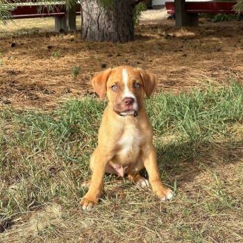 Huckleberry Pie--In Foster -  Saint Bernard and Boxer Dog for Adoption in Fargo, North Dakota - Huckleberry Pie--In Foster | PetCurious