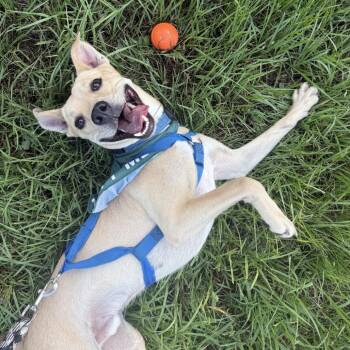 Frank -  Carolina Dog and Shepherd Dog for Adoption in Abbotsford, British Columbia - Frank | PetCurious