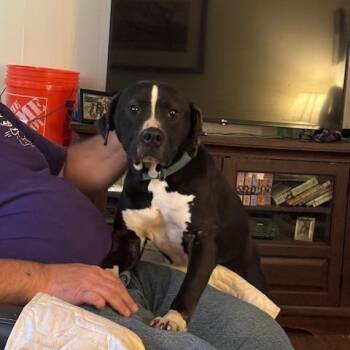 American Staffordshire Terrier and Pit Bull Terrier Dogs Available for Adoption in Corsicana, Texas - Blossom | PetCurious