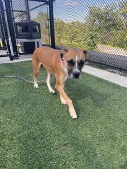 Mixed Breed Dogs Available for Adoption in Kansas City, Missouri - Faline | PetCurious