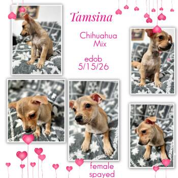 Tamsina WV14437-T LOCAL Adoption Event in Woodinville 8/23 -  Chihuahua Dog for Adoption in Missouri City, Texas - Tamsina WV14437-T LOCAL Adoption Event In Woodinville 8/23 | PetCurious