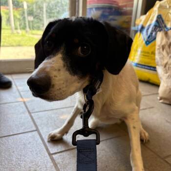 Dash Stray Hold 8/29 -  Mixed Breed and Jack Russell Terrier Dog for Adoption in Huntington, West Virginia - Dash Stray Hold 8/29 | PetCurious