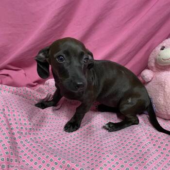 A614153 -  Dachshund and Mixed Breed Dog for Adoption in Modesto, California - A614153 | PetCurious