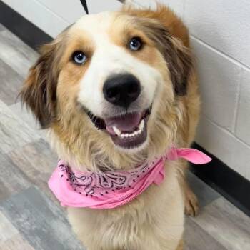 Wendy -  Australian Shepherd Dog for Adoption in Lufkin, Texas - Wendy | PetCurious