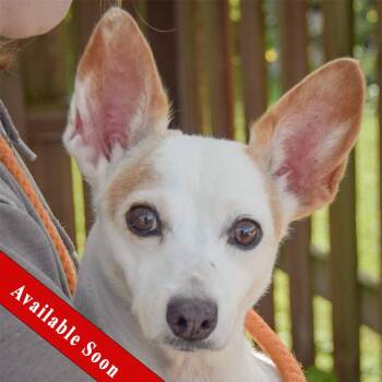Biggie -  Italian Greyhound and Chihuahua Dog for Adoption in Huntley, Illinois - Biggie | PetCurious
