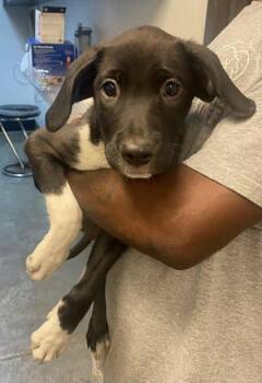Trace -  Labrador Retriever and Mixed Breed Dog for Adoption in Bowling Green, Kentucky - Trace | PetCurious