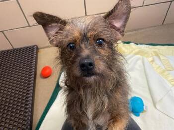 BIG DAWG -  Yorkshire Terrier and Schnauzer Dog for Adoption in Fort Wayne, Indiana - BIG DAWG | PetCurious