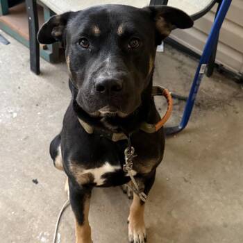 Midnight -  Mixed Breed Dog for Adoption in Bartlett, Tennessee - Midnight | PetCurious