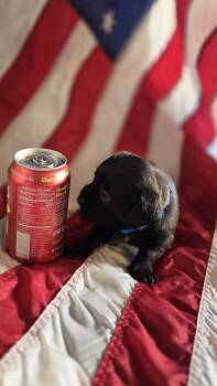 George Washington -  Schnauzer and Poodle Dog Available for Adoption in Spokane, Washington - George Washington | PetCurious