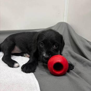 Truffle -  Mixed Breed Dog for Adoption in Pinellas Park, Florida - Truffle | PetCurious