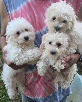 MALTIPOO (Maltese poodle) -  Maltese and Maltipoo Dog for Adoption in Woodsfield, Ohio - MALTIPOO (Maltese Poodle) | PetCurious