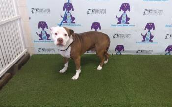Rescue Pit Bull Terrier Dogs for Adoption in Orlando, Florida - BRUNO | PetCurious