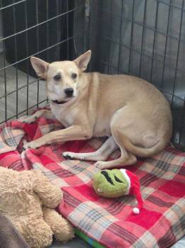 Timmy -  Chihuahua and Smooth Fox Terrier Dog for Adoption in Thompson Falls, Montana - Timmy | PetCurious