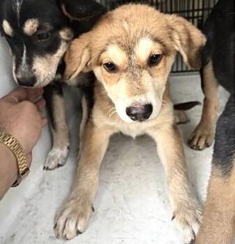 A660969 -  German Shepherd Dog and Mixed Breed Dog for Adoption in Houston, Texas - A660969 | PetCurious