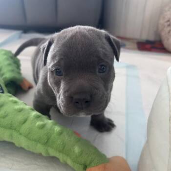 Randy -  Pit Bull Terrier Dog for Adoption in Benton City, Washington - Randy | PetCurious