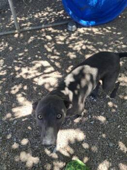 Labrador Retriever and Weimaraner Dogs Available for Adoption in Tombstone, Arizona - Buddy | PetCurious