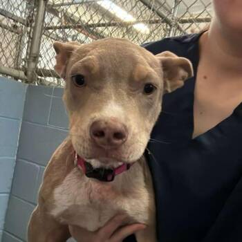 Judy -  Mixed Breed Dog for Adoption in Gadsden, Alabama - Judy | PetCurious